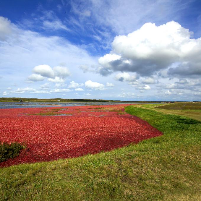 Touring a colorful Massachusetts cranberry bog Touring a colorful Massachusetts cranberry bog