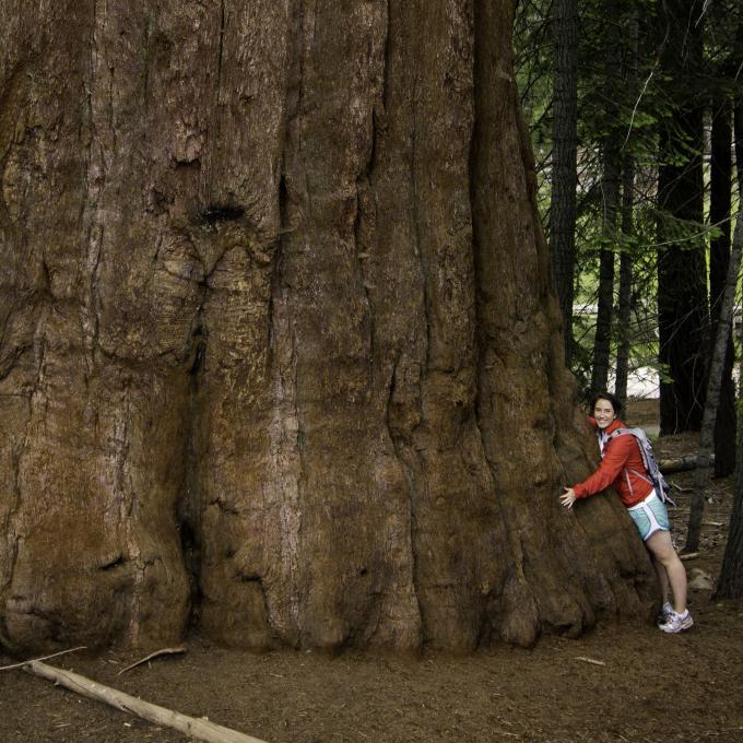 Posing with a giant sequoia tree in Sequoia and Kings Canyon National Parks Posing with a giant sequoia tree in Sequoia and Kings Canyon National Parks