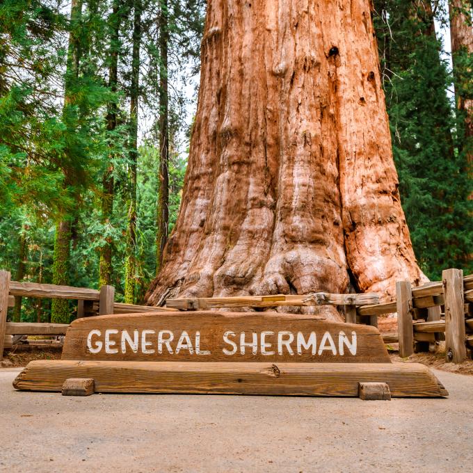 The General Sherman Tree located in Sequoia National Park near Visalia, California The General Sherman Tree located in Sequoia National Park near Visalia, California