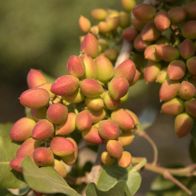 Pistachio tree on a farm in Visalia, California Pistachio tree on a farm in Visalia, California