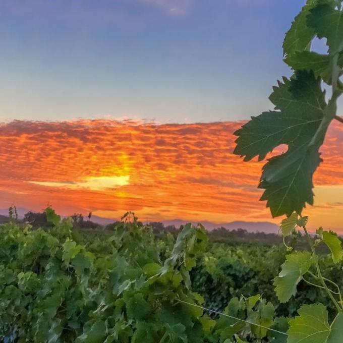 Colorful sky over a vineyard in Temecula Valley, California Colorful sky over a vineyard in Temecula Valley, California