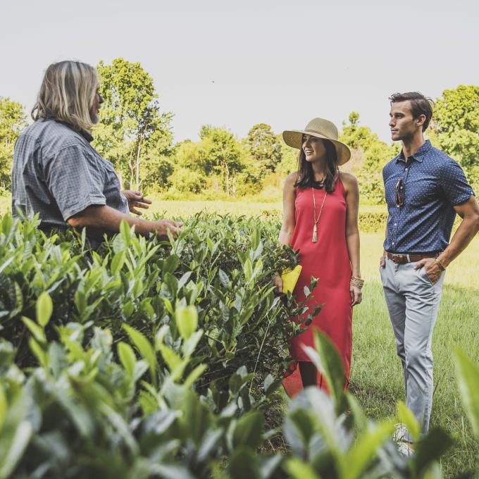 Visite de la Charleston Tea Garden sur Wadmalaw Island, en Caroline du Sud Visite de la Charleston Tea Garden sur Wadmalaw Island, en Caroline du Sud