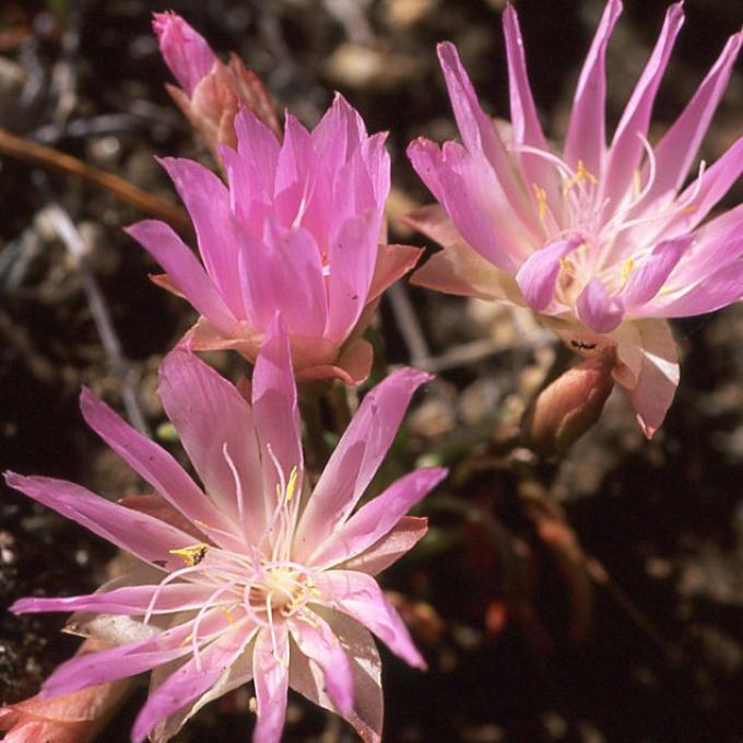 The colorful bitterroot flower, now the state flower of Montana The colorful bitterroot flower, now the state flower of Montana