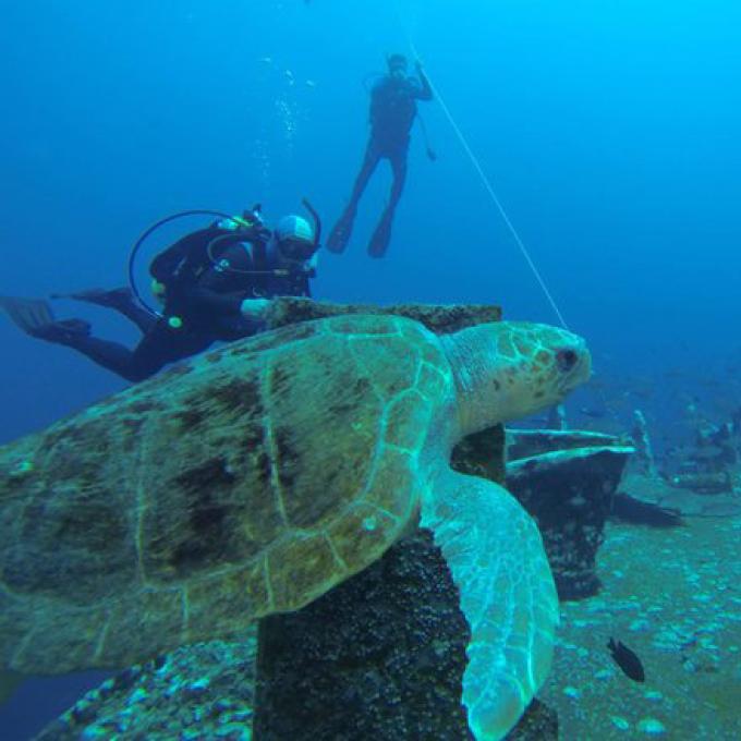 The sunken USS Oriskany, now the world's largest artificial barrier reef, off the coast of Pensacola, Florida The sunken USS Oriskany, now the world's largest artificial barrier reef, off the coast of Pensacola, Florida
