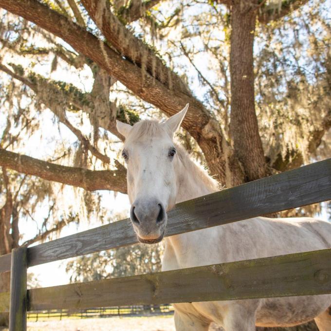 A horse at an Ocala, Florida, farm A horse at an Ocala, Florida, farm