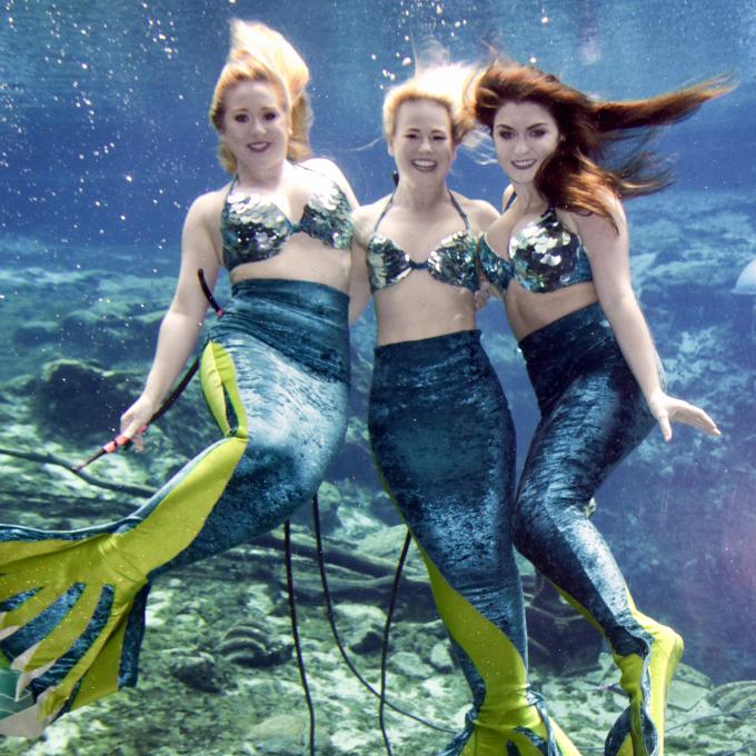 Mermaids perform at Weeki Wachee Springs Mermaids perform at Weeki Wachee Springs
