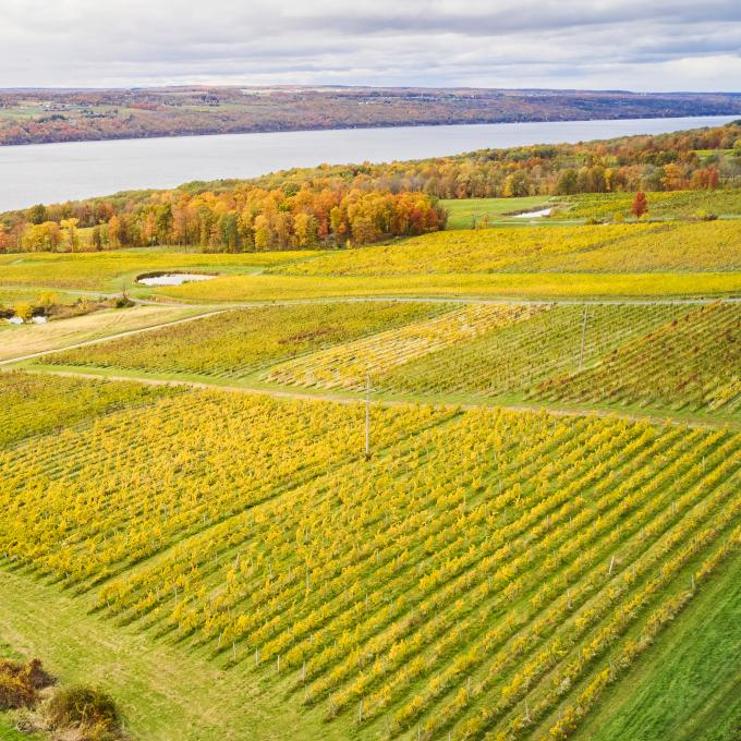 Aerial view of vineyards near Watkins Glen, New York Aerial view of vineyards near Watkins Glen, New York