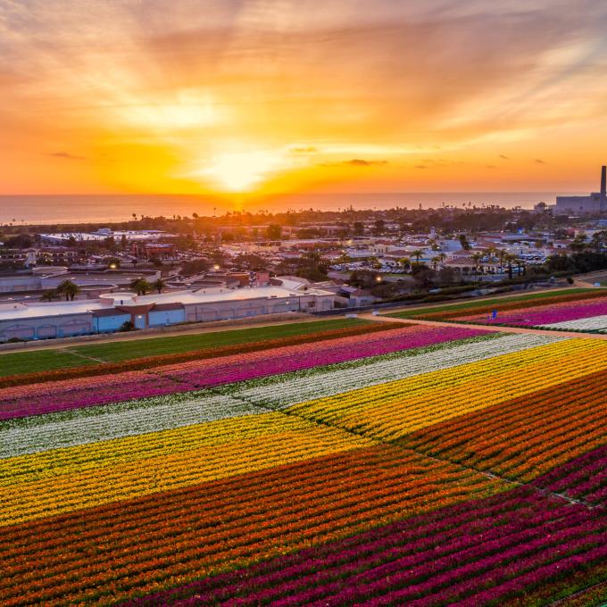 カリフォルニア州カールスバッドの色鮮やかな花畑 カリフォルニア州カールスバッドの色鮮やかな花畑