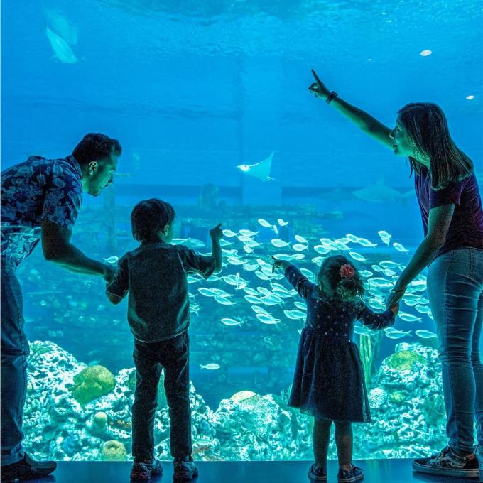 在德克萨斯州科珀斯克里斯蒂的德克萨斯州立水族馆欣赏海洋生物 在德克萨斯州科珀斯克里斯蒂的德克萨斯州立水族馆欣赏海洋生物