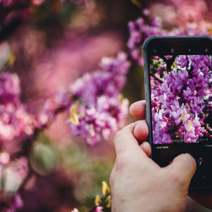 Photographing vibrant blooms at the Rochester Lilac Festival in Rochester, New York Photographing vibrant blooms at the Rochester Lilac Festival in Rochester, New York