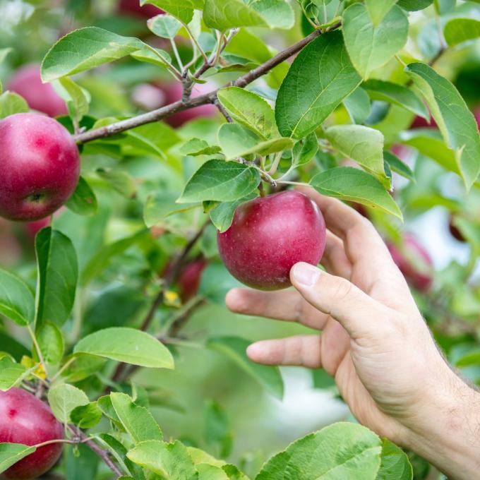 Picking apple at Rulfs Orchard near Plattsburgh, New York Picking apple at Rulfs Orchard near Plattsburgh, New York