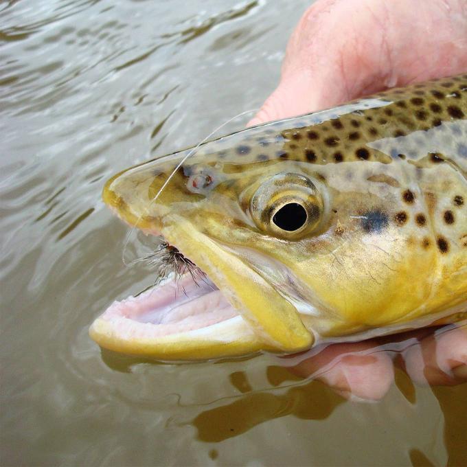 Showing off a trout caught in the Popo Agie River near Riverton, Wyoming Showing off a trout caught in the Popo Agie River near Riverton, Wyoming