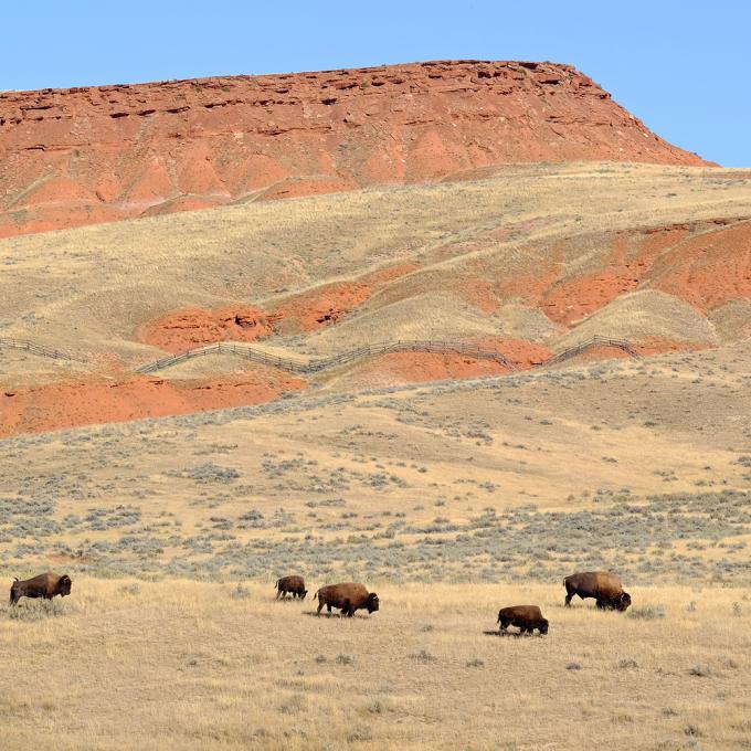 Resident bison graze in Hot Springs State Park Resident bison graze in Hot Springs State Park