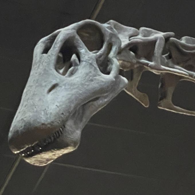 Jimbo, the Supersaurus skeleton on display at the Wyoming Dinosaur Center Jimbo, the Supersaurus skeleton on display at the Wyoming Dinosaur Center