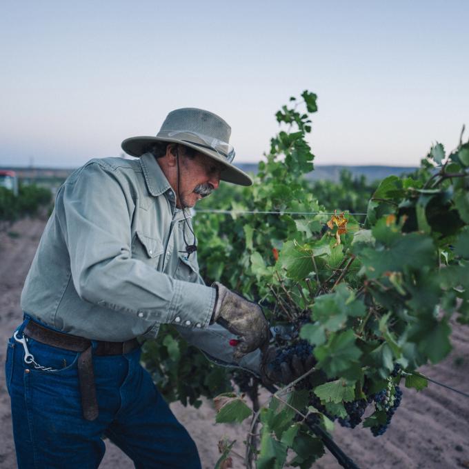 A New Mexico gardener tends to a wine grape-producing grapevine A New Mexico gardener tends to a wine grape-producing grapevine