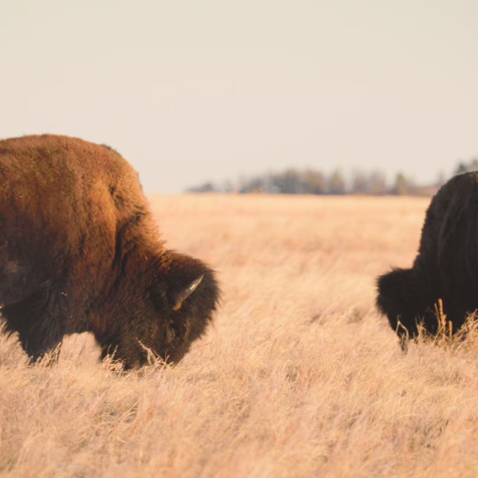 Bison spotted on a road trip through South Dakota