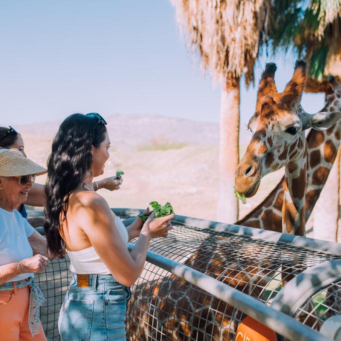 A family feeds giraffes at a nature preserve in Palm Springs, California