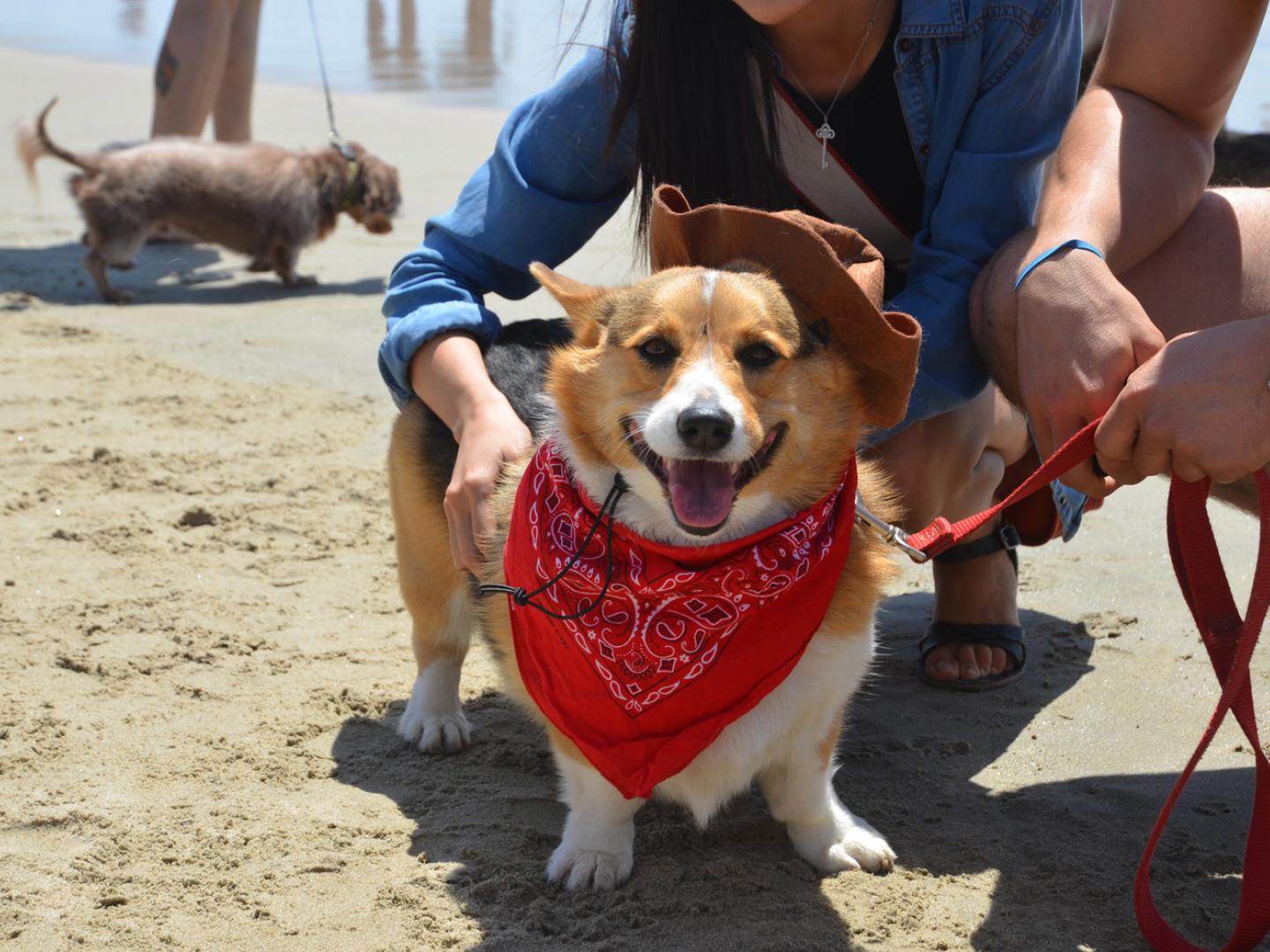 Un fier participant au Corgi Beach Day Un fier participant au Corgi Beach Day