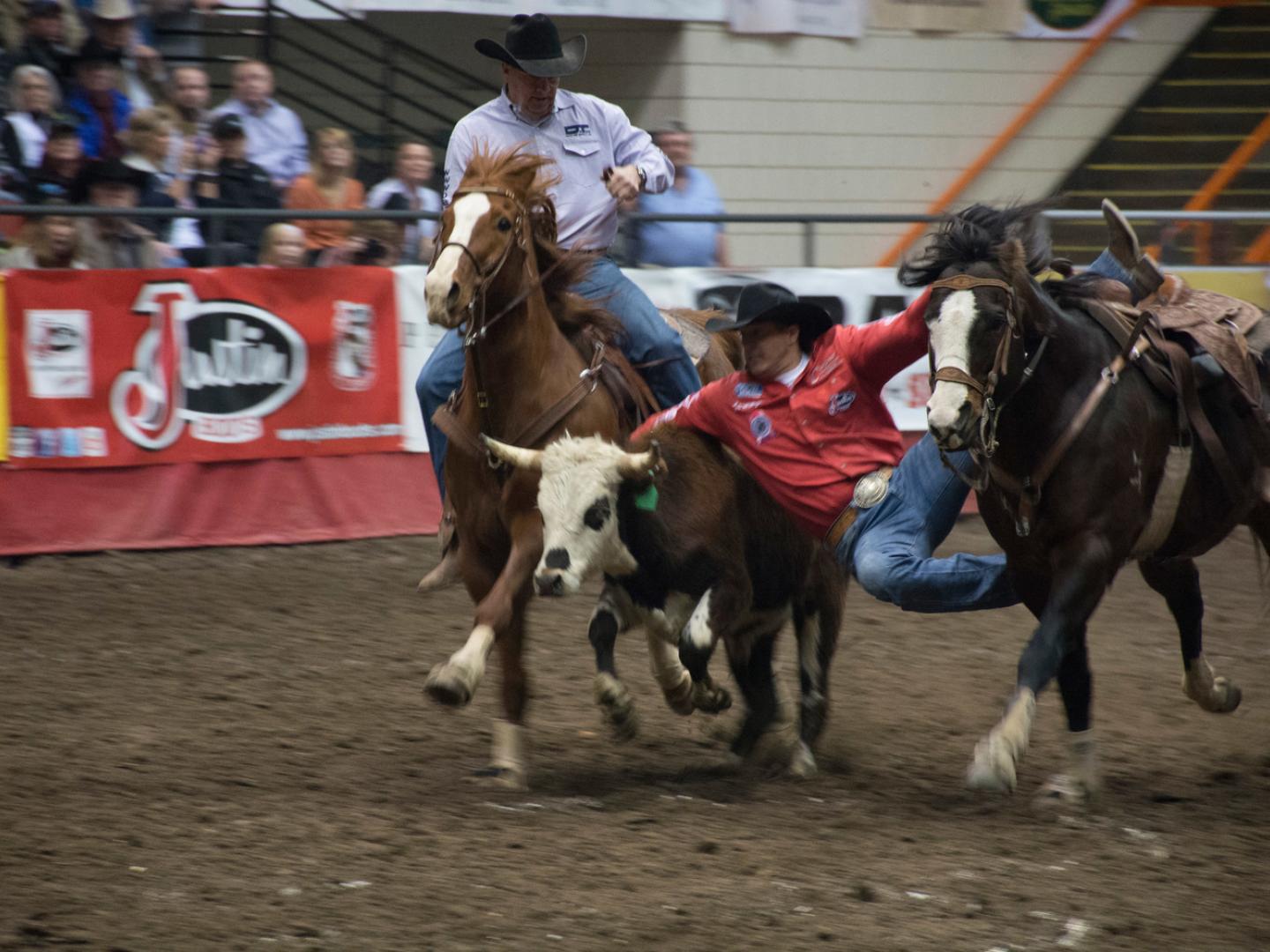 Capture du veau au Black Hills Stock Show and Rodeo Capture du veau au Black Hills Stock Show and Rodeo