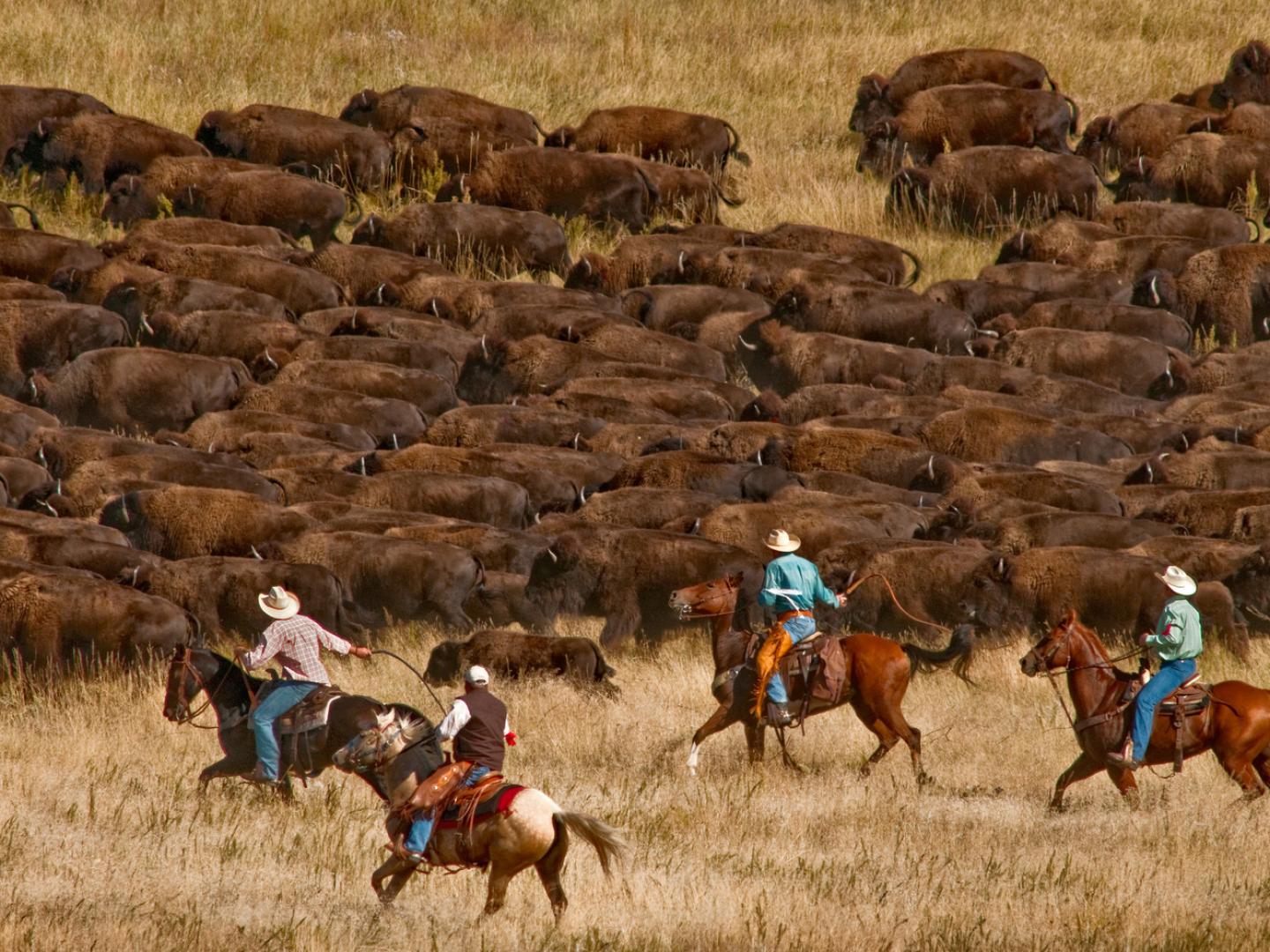 Rassemblement de bisons lors du Custer State Park Buffalo Roundup Rassemblement de bisons lors du Custer State Park Buffalo Roundup
