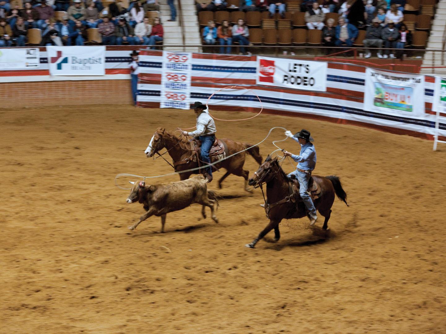 Calf roping during the Southeast Livestock Exposition Rodeo in Montgomery, Alabama Calf roping during the Southeast Livestock Exposition Rodeo in Montgomery, Alabama
