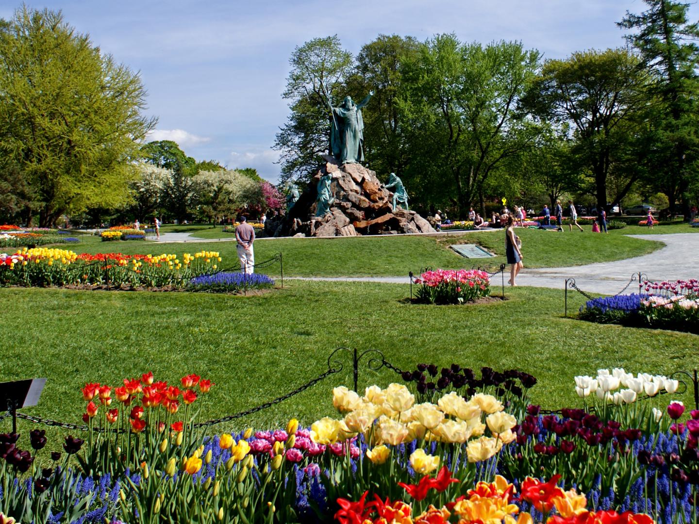 Prachtvoll blühende Tulpen in Albany, New York Prachtvoll blühende Tulpen in Albany, New York