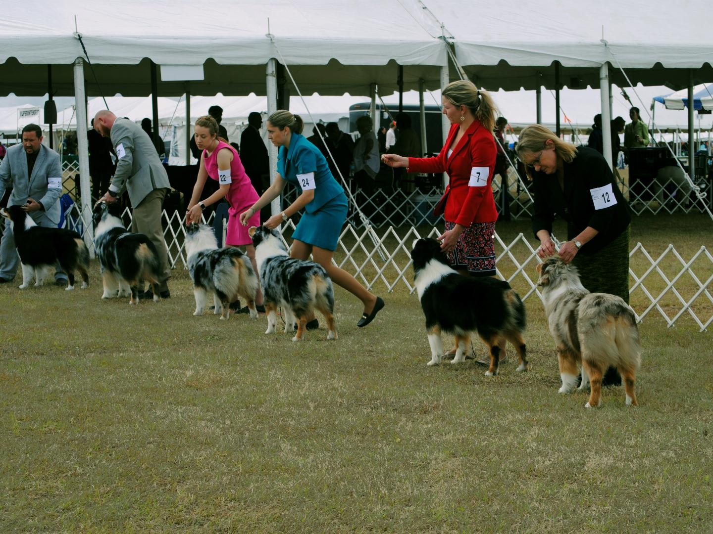 Hundetrainer bei einer Veranstaltung im Rahmen der Florida Gulf Coast Cluster AKC All-Breed Dog Shows in Brooksville, Florida Hundetrainer bei einer Veranstaltung im Rahmen der Florida Gulf Coast Cluster AKC All-Breed Dog Shows in Brooksville, Florida