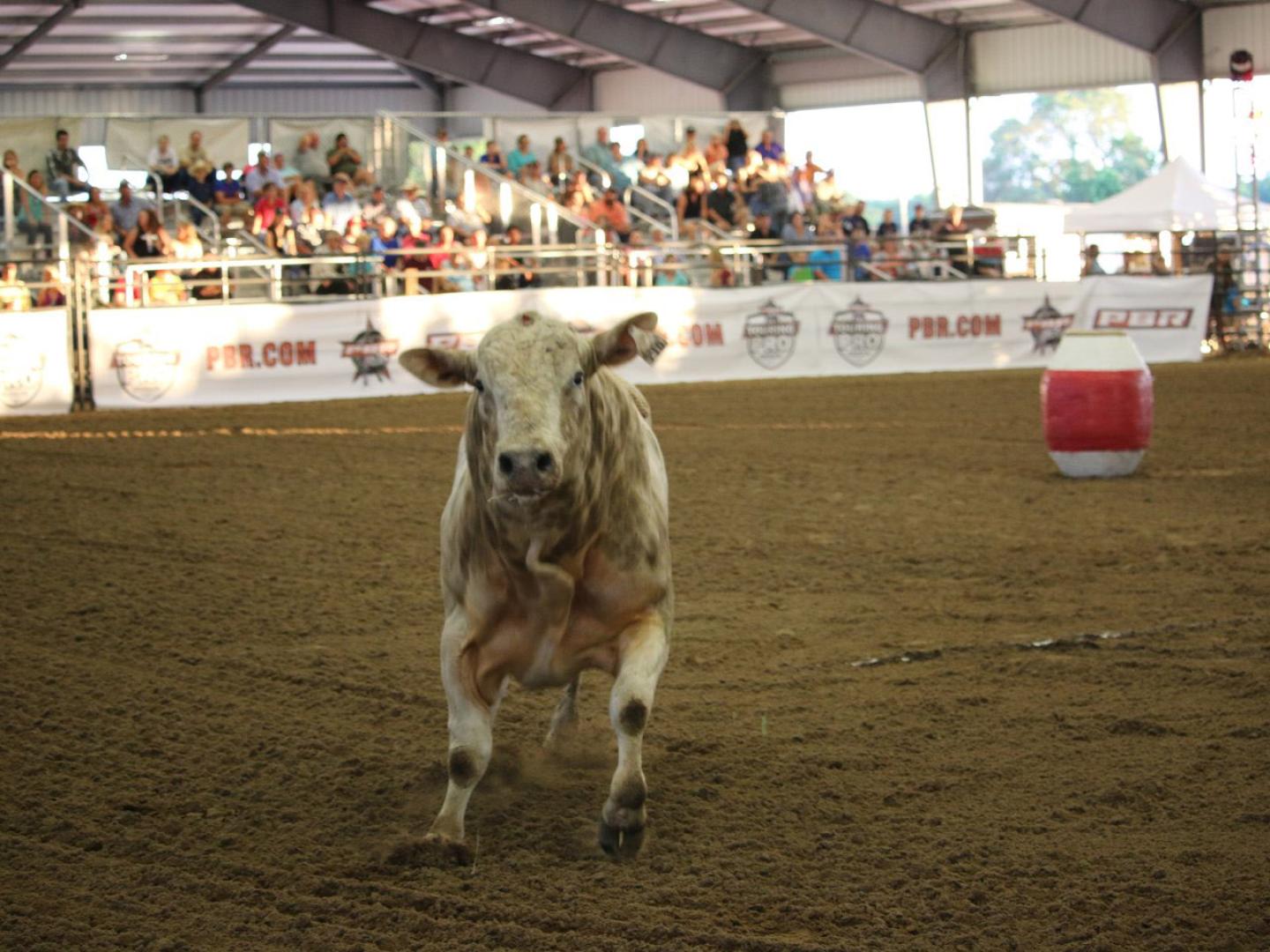 Bezerro no Southeastern Pro Rodeo em Ocala, Flórida Bezerro no Southeastern Pro Rodeo em Ocala, Flórida