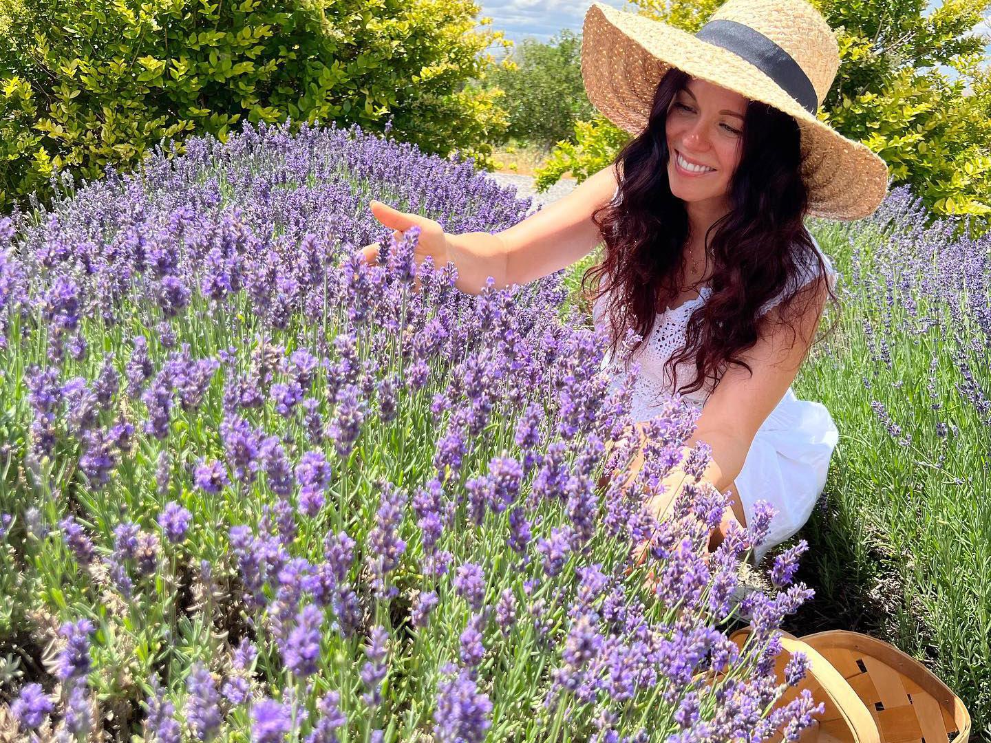 Lavendelblüte beim Colorado Lavender Festival in Grand Junction, Colorado Lavendelblüte beim Colorado Lavender Festival in Grand Junction, Colorado