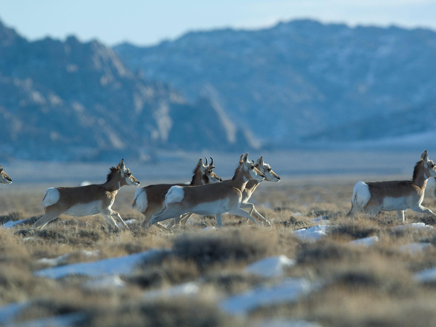 Antelopes run free near Lander, Wyoming Antelopes run free near Lander, Wyoming