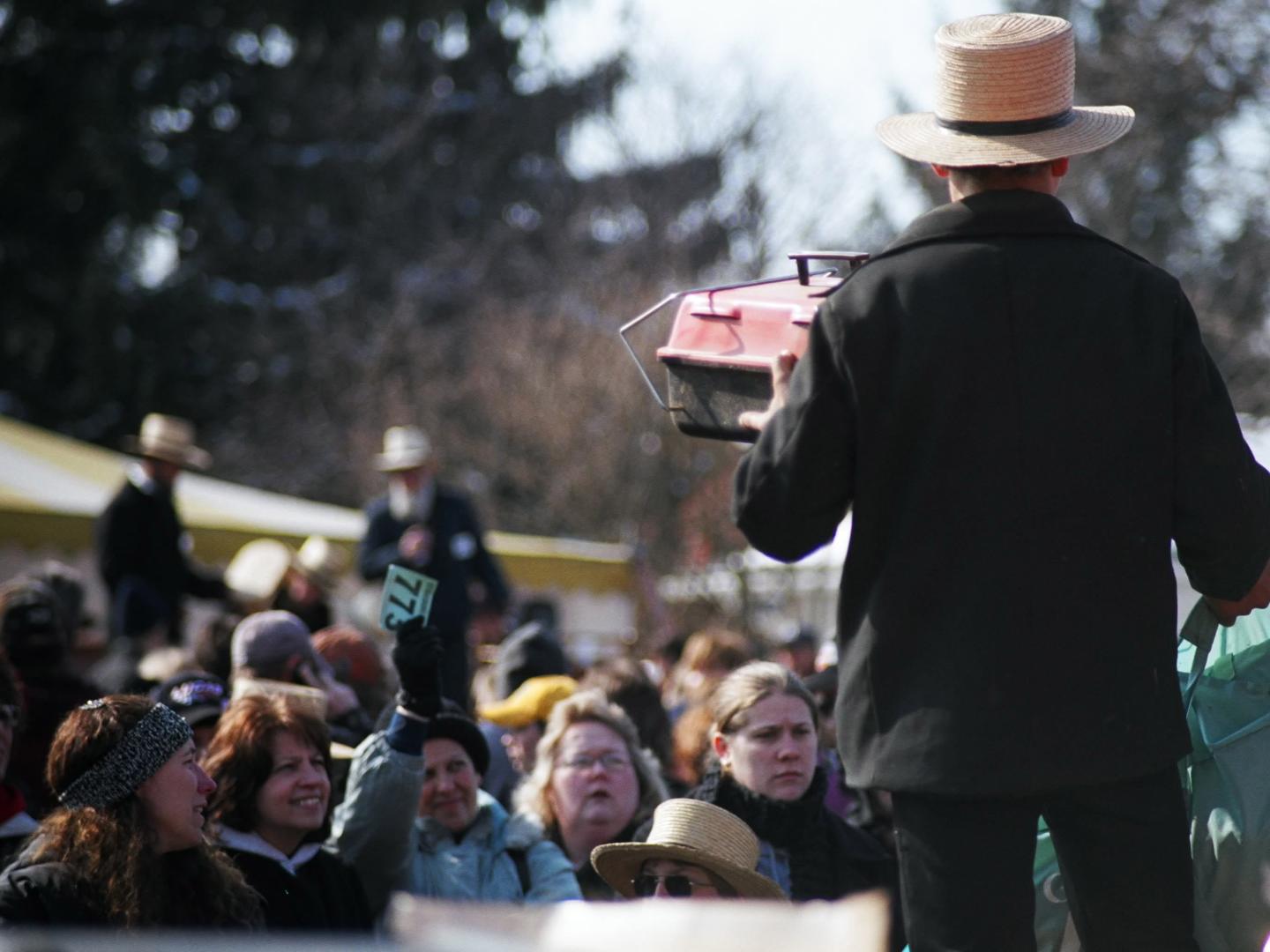 Les offres battent leur plein lors d’une vente aux enchères Amish Mud Sale, dans le comté de Lancaster Les offres battent leur plein lors d’une vente aux enchères Amish Mud Sale, dans le comté de Lancaster