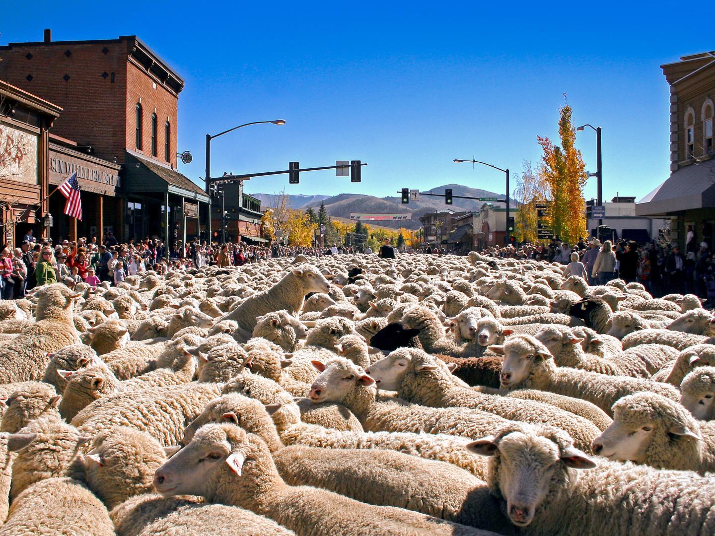 Sheep fill downtown Ketchum, Idaho, during the annual Trailing of the Sheep Festival Sheep fill downtown Ketchum, Idaho, during the annual Trailing of the Sheep Festival