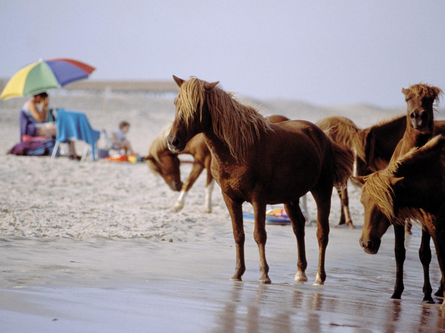 Ponies on the beach at Assateague Island Ponies on the beach at Assateague Island