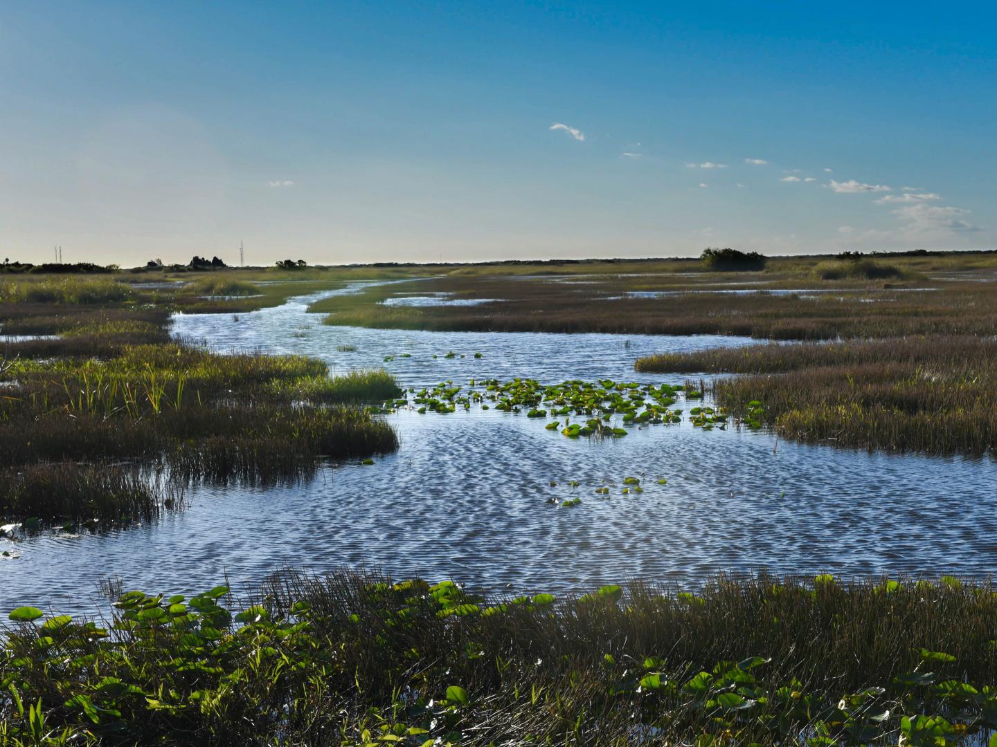 Watery canal in the Florida Everglades Watery canal in the Florida Everglades