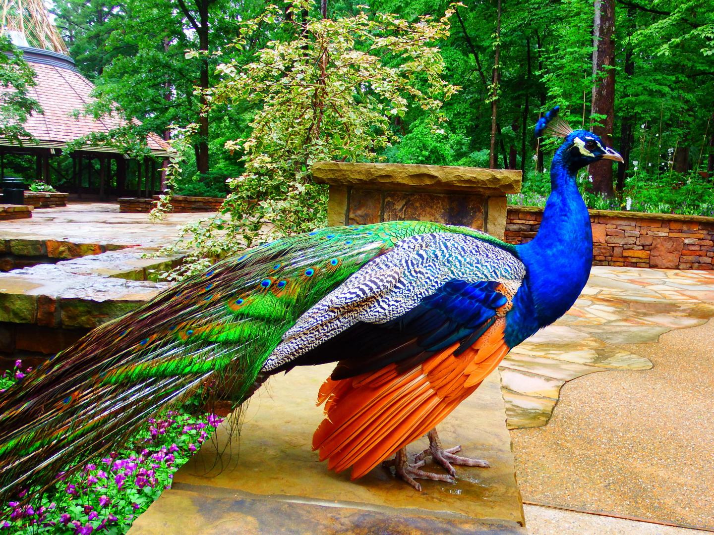 Peacock at Garvan Woodland Gardens in Hot Springs Peacock at Garvan Woodland Gardens in Hot Springs