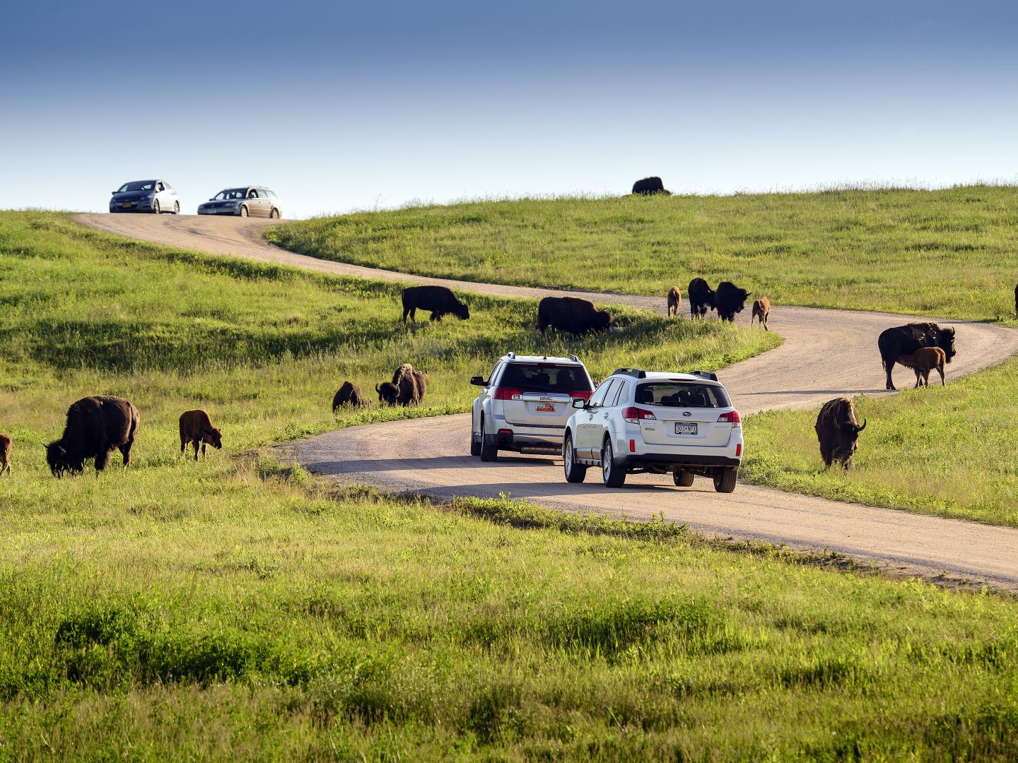 Buffalo stopping traffic in Custer State Park Buffalo stopping traffic in Custer State Park