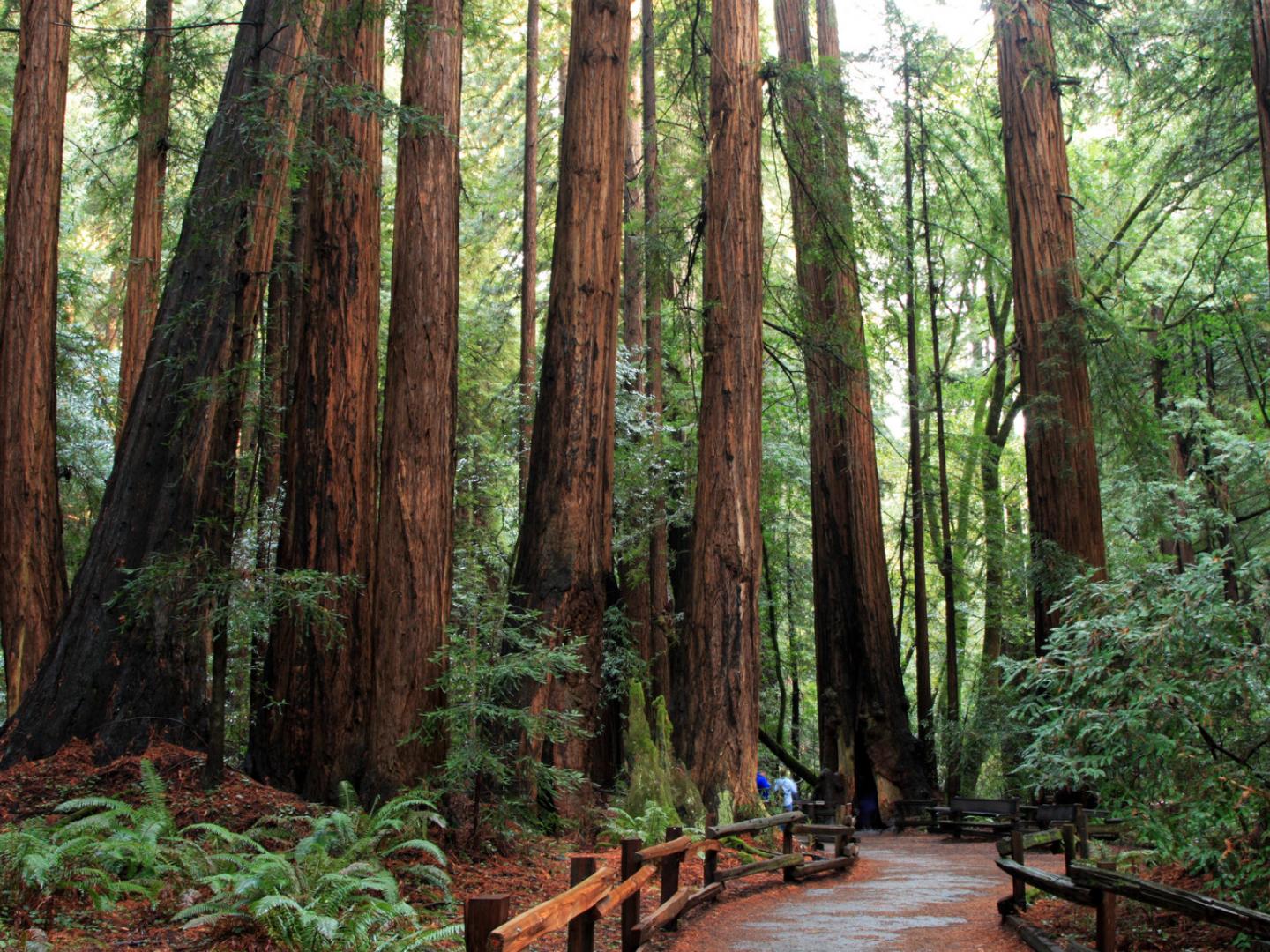 Muir Woods National Monument Muir Woods National Monument