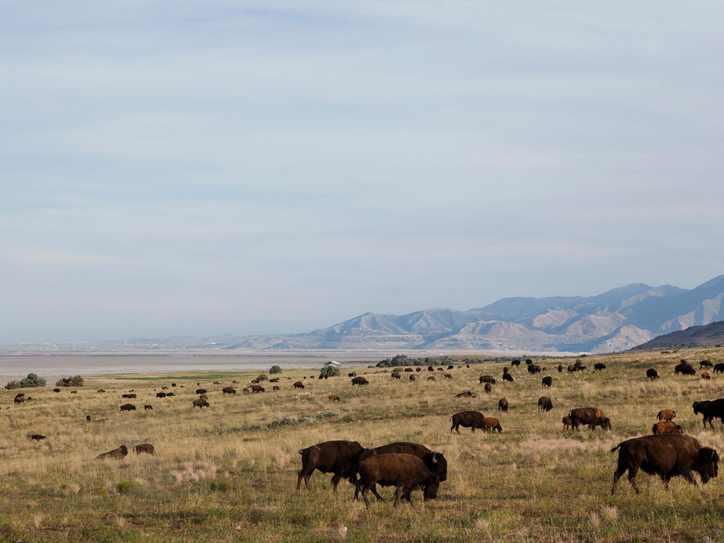 Bison grazing at Antelope Island State Park in Utah Bison grazing at Antelope Island State Park in Utah