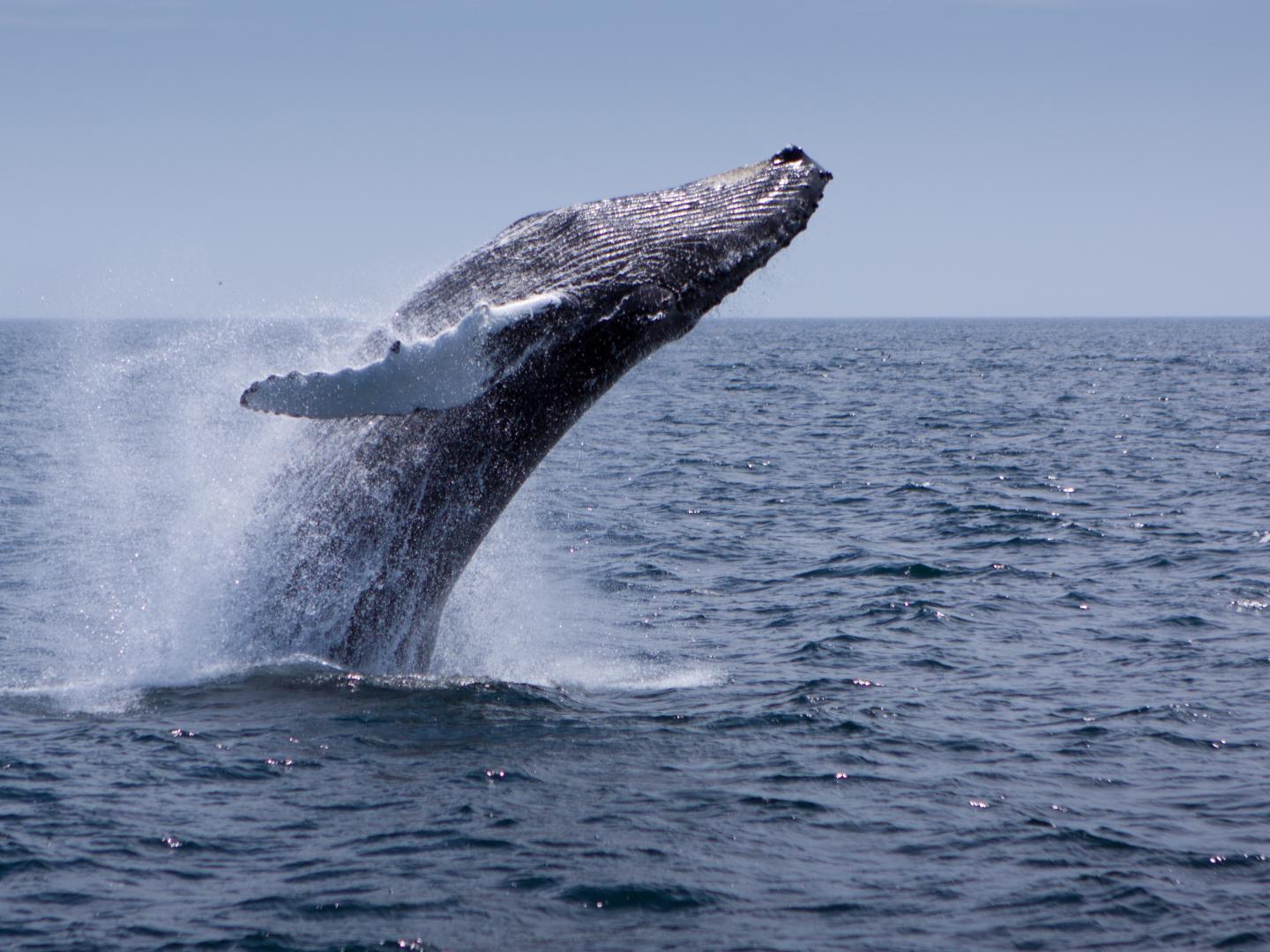 A whale breaching in Stellwagen Bank National Marine Sanctuary A whale breaching in Stellwagen Bank National Marine Sanctuary