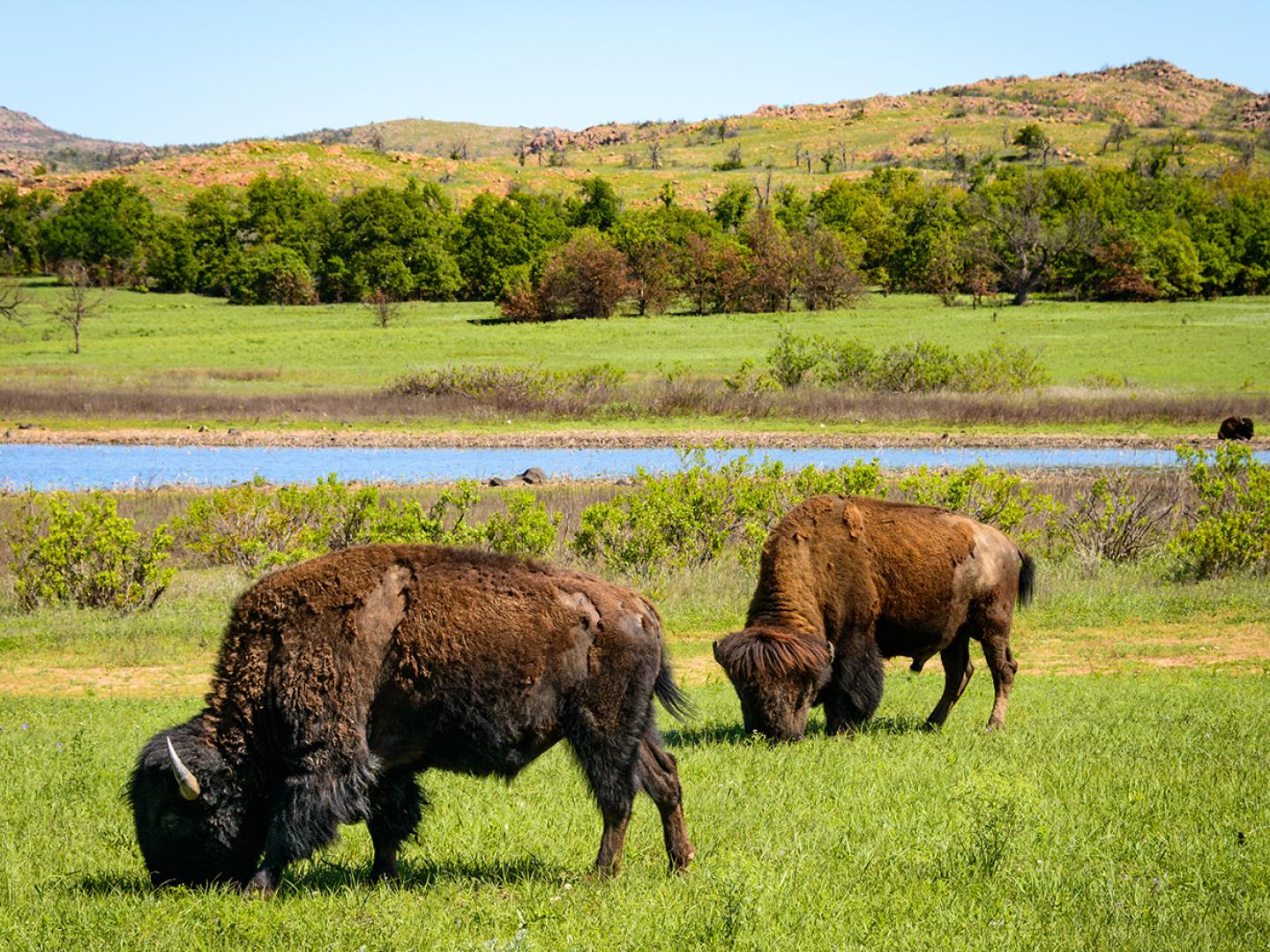 Free-range buffalo in the Wichita Mountains National Wildlife Refuge in Oklahoma Free-range buffalo in the Wichita Mountains National Wildlife Refuge in Oklahoma