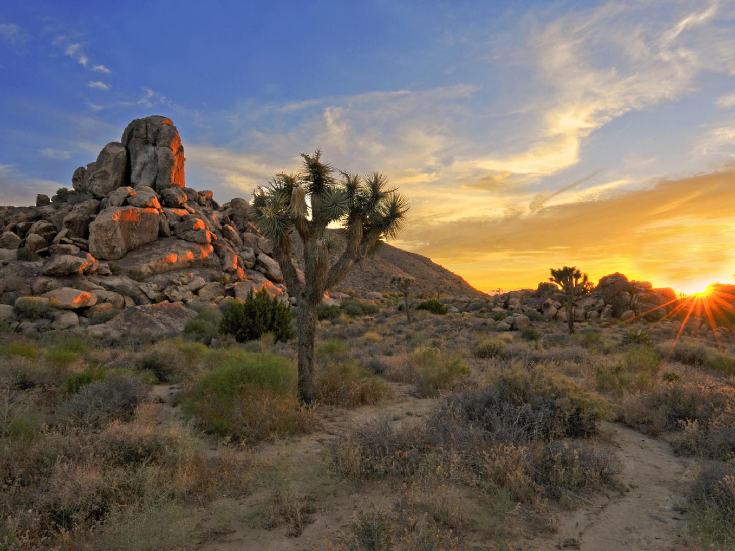 Joshua Tree National Park Joshua Tree National Park