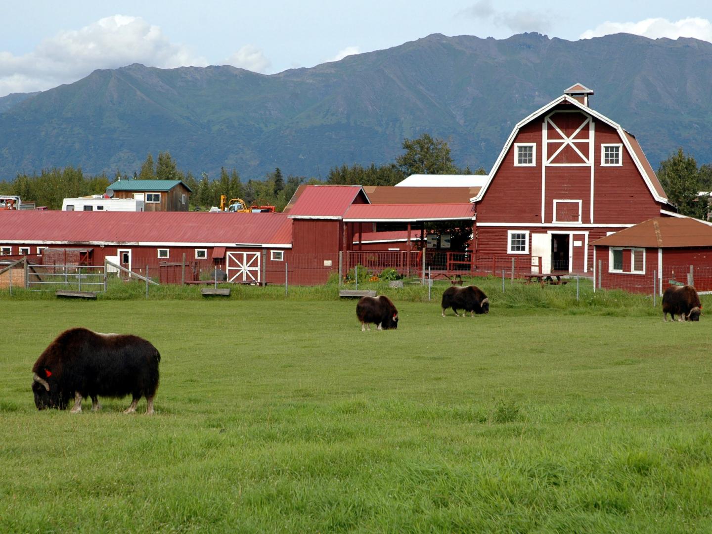 Musk ox grazing on a farm Musk ox grazing on a farm