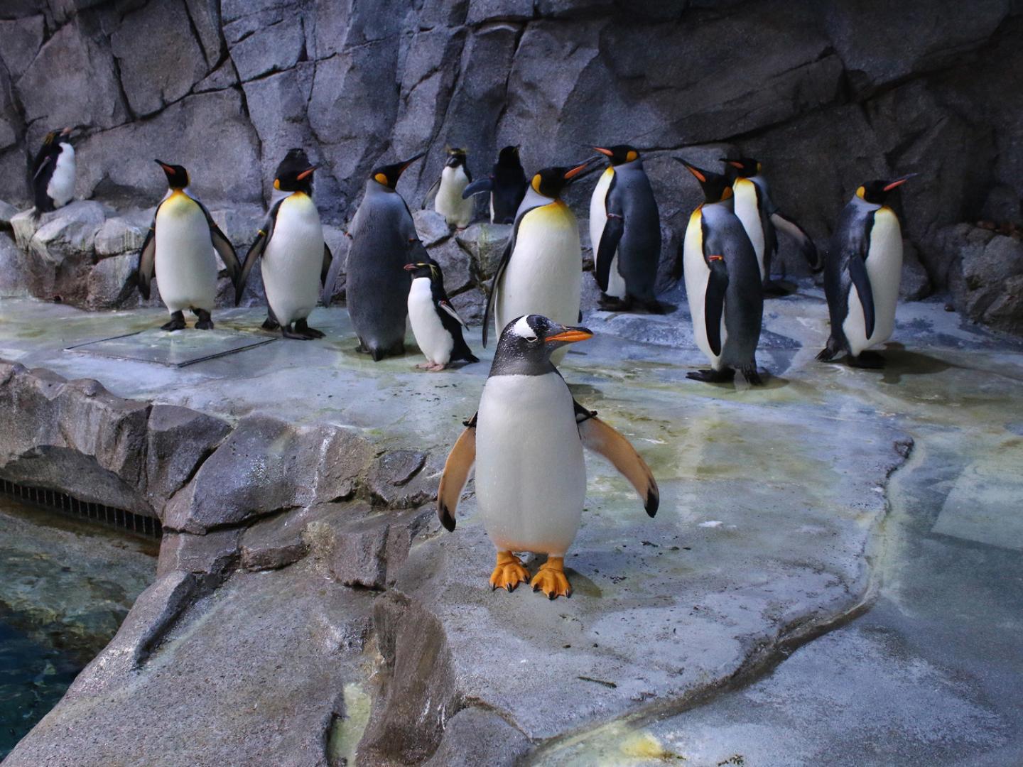 Penguins at the Detroit Zoo Penguins at the Detroit Zoo