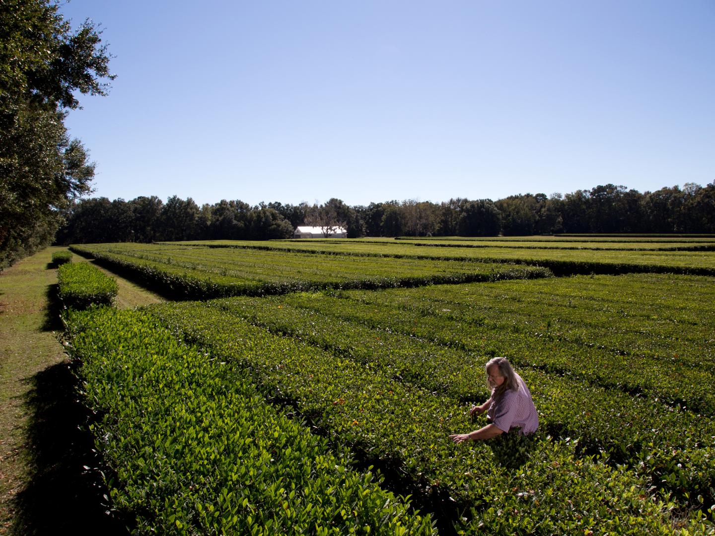 Récolte des feuilles de thé au Charleston Tea Garden en Caroline du Sud Récolte des feuilles de thé au Charleston Tea Garden en Caroline du Sud
