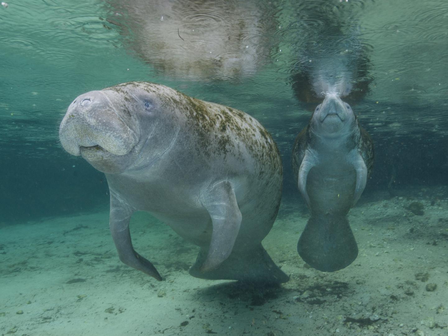 Manatees swimming in Three Sisters Springs in Crystal River, Florida Manatees swimming in Three Sisters Springs in Crystal River, Florida