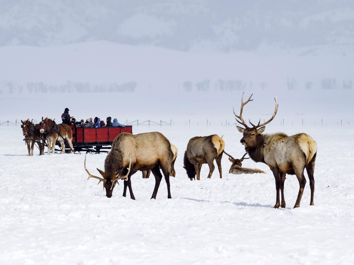 A snowy day at the National Elk Refuge near Jackson, Wyoming A snowy day at the National Elk Refuge near Jackson, Wyoming