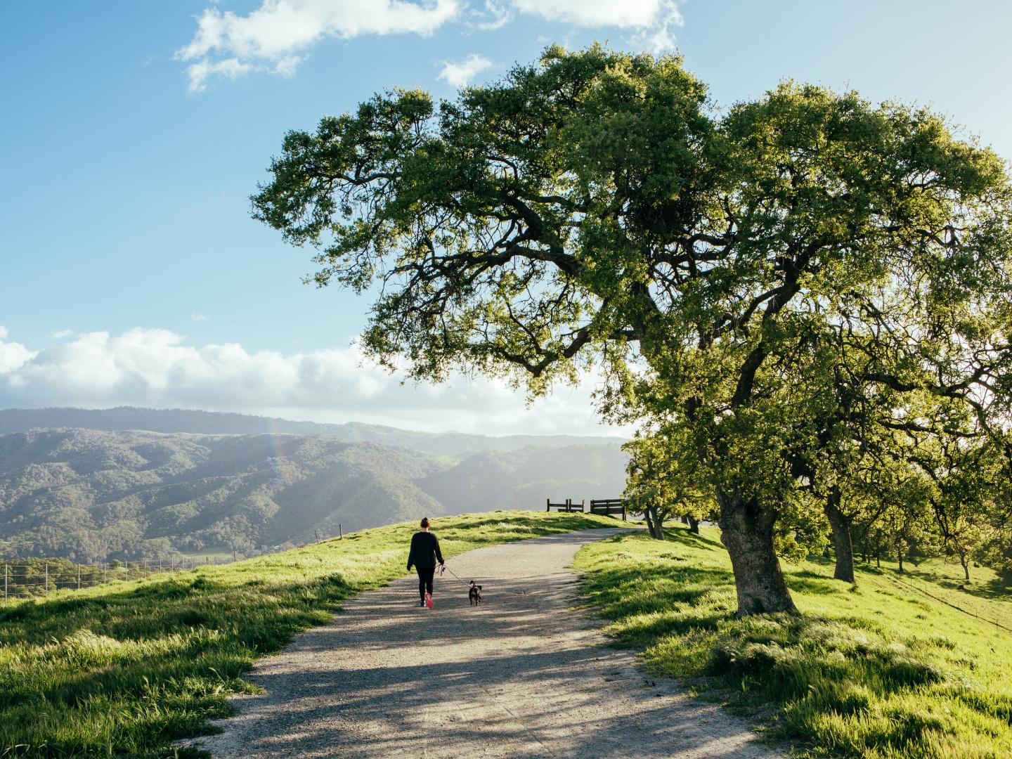 Femme promenant un chien dans les paysages somptueux de Tri-Valley, Californie Femme promenant un chien dans les paysages somptueux de Tri-Valley, Californie