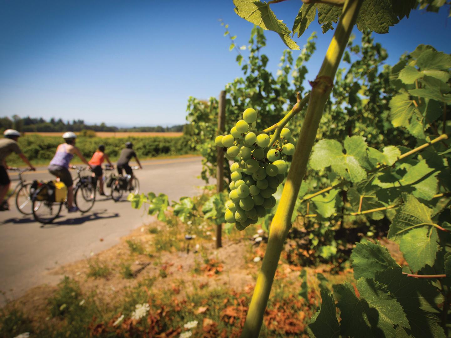 Following the Willamette Scenic Bikeway though Ankeny Vineyard in Salem, Oregon Following the Willamette Scenic Bikeway though Ankeny Vineyard in Salem, Oregon