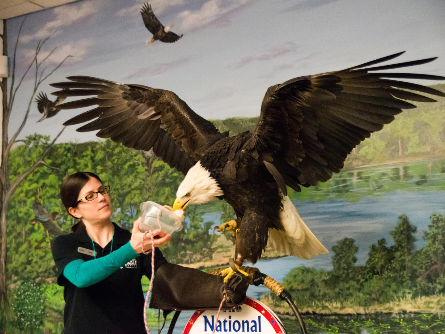A demonstration at the National Eagle Center in Wabasha, Minnesota A demonstration at the National Eagle Center in Wabasha, Minnesota