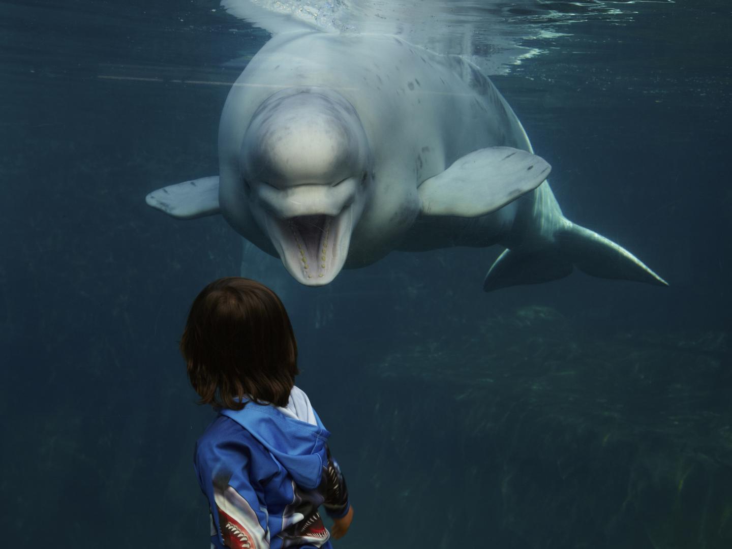 A young boy looking at a Beluga Whale at the Mystic Aquarium in Connecticut A young boy looking at a Beluga Whale at the Mystic Aquarium in Connecticut